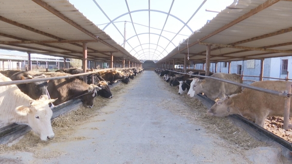 新疆沙灣 擴大肉牛養殖 推動肉牛產業“牛”起來