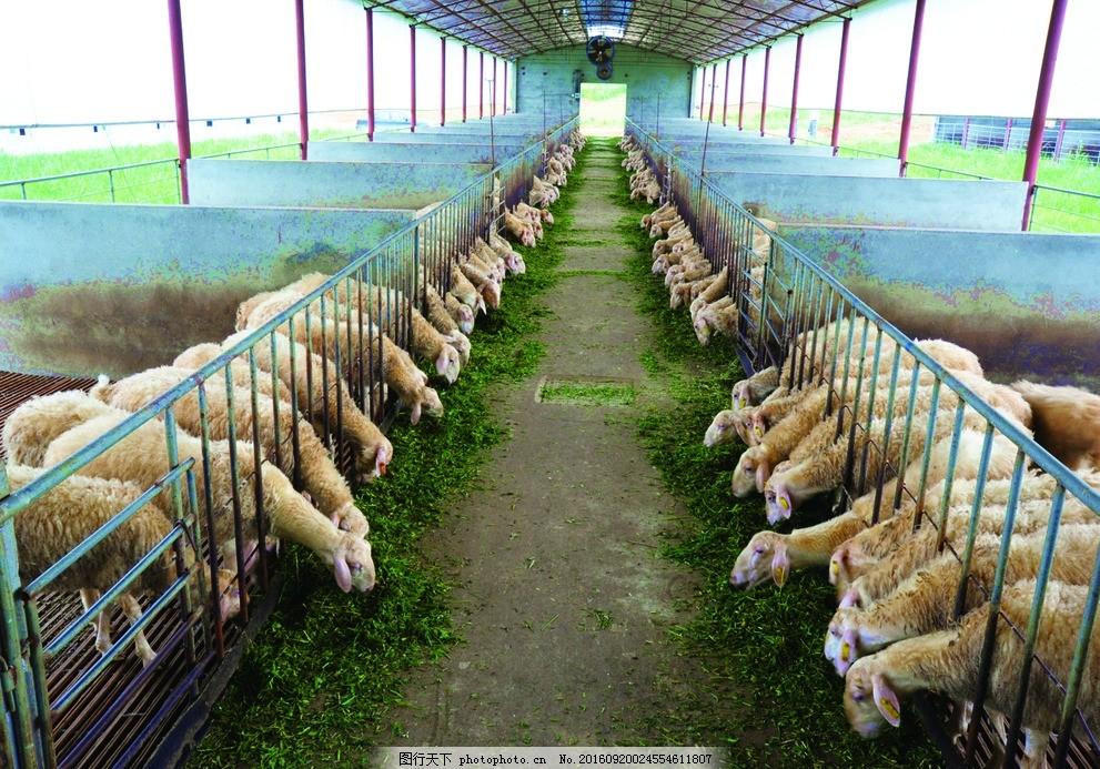 肉羊養殖場的科學管理與發展策略