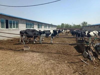 走進奇臺 二馬場村的脫貧致富“經”——畜牧業養殖引領鄉村振興