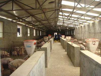 宣威文興鄉 畜牧業養殖闖出致富路，年產值逼近2億元