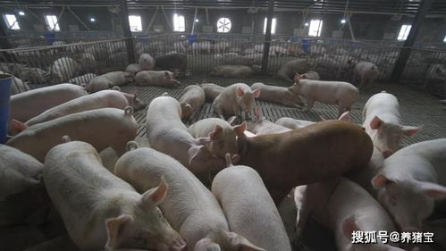 養豬寶飼料添加劑（育肥豬專用） 科學催肥，養殖增效利器
